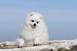 SPITZ ALLEMAND 185